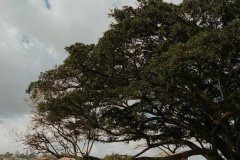 figtree barn Weddings Tala  - 4