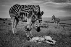 WhatsApp-Image-2026-02-12-at-18.04.37-1