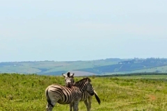 WhatsApp-Image-2026-02-12-at-18.04.37