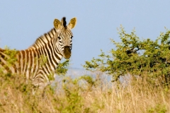 WhatsApp-Image-2026-02-12-at-18.04.41