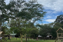 Paperbark  and ARC - 2