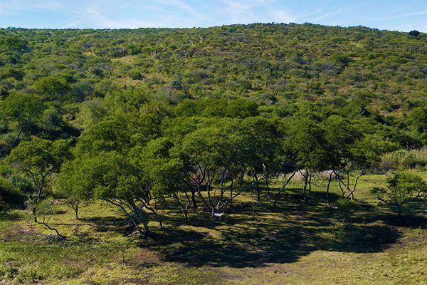 Forest-Venue-1