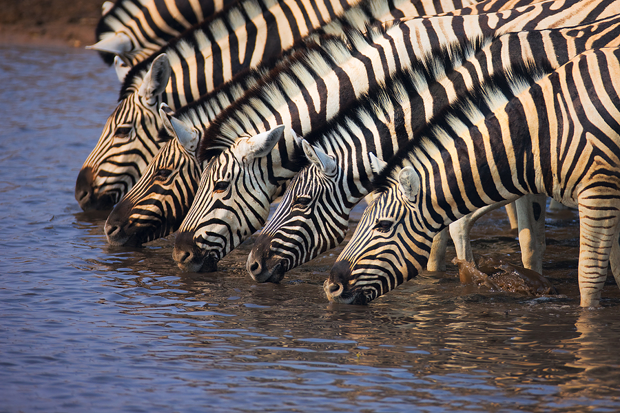 bigstock_a_group_of_zebras_drinking_water